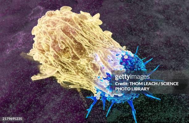 illustrazioni stock, clip art, cartoni animati e icone di tendenza di macrophage attacking a cancer cell, illustration - macrofago