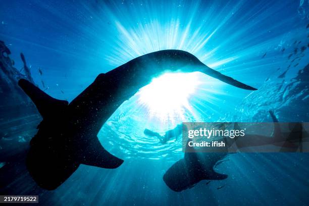 two whale sharks and a snorkler in the sunlight, triton bay, indonesia - sea life stock pictures, royalty-free photos & images