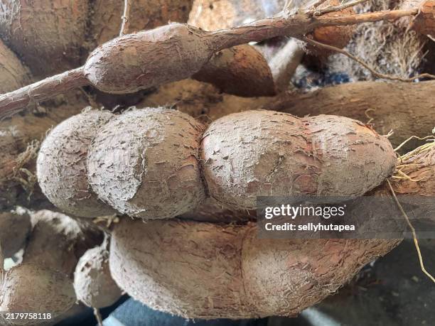 close-up of raw cassava - cassava stock pictures, royalty-free photos & images