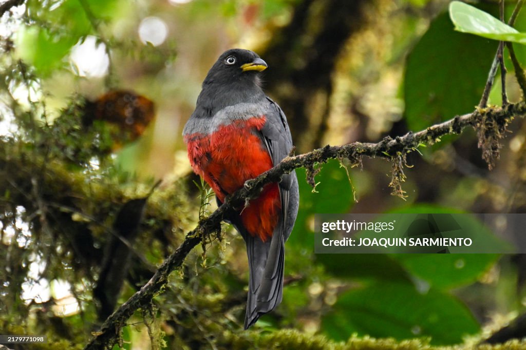 COLOMBIA-ENVIRONMENT-INDIGENOUS-AWA