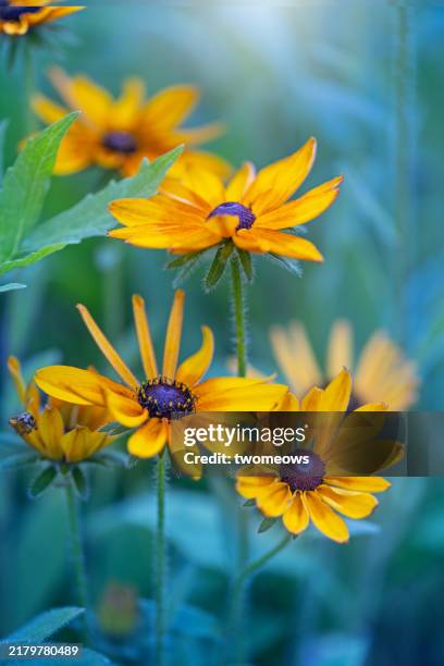 yellow black eye susan blossoms close up view. - famiglia delle margherite foto e immagini stock