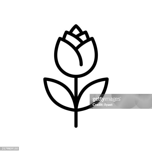 ilustraciones, imágenes clip art, dibujos animados e iconos de stock de un simple dibujo lineal de una rosa - angiosperma