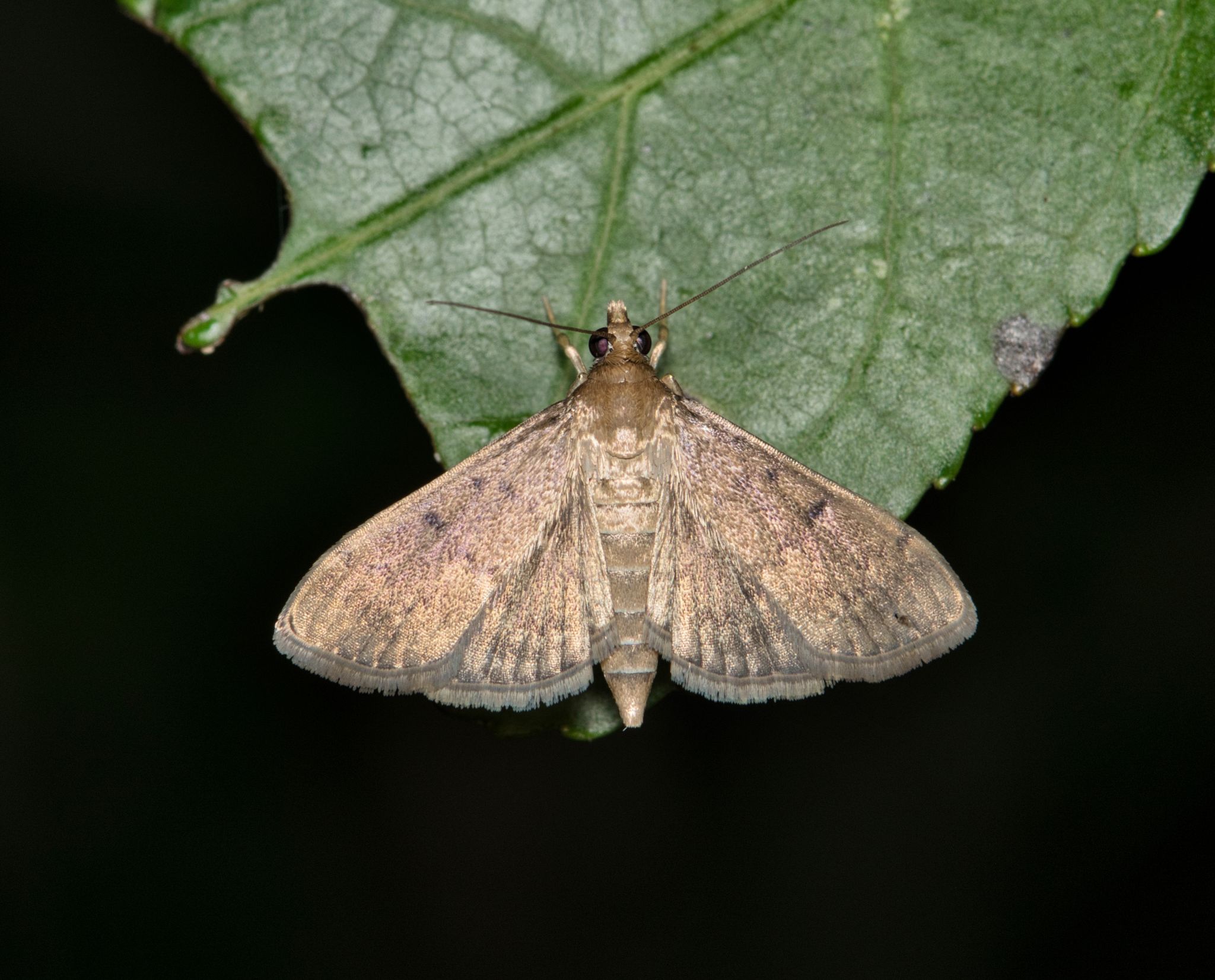 sod webworm