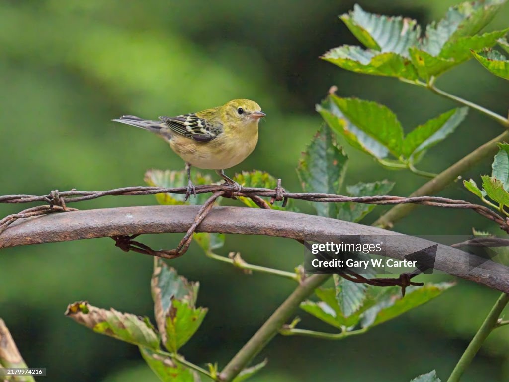Bay-breasted Warbler