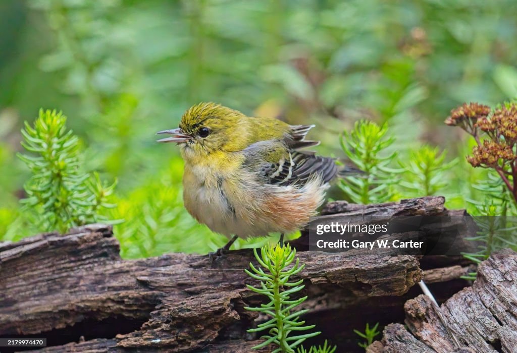 Bay-breasted Warbler