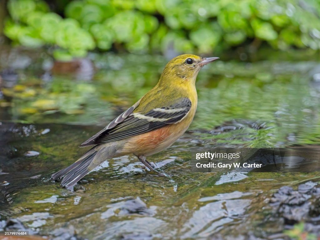 Bay-breasted Warbler