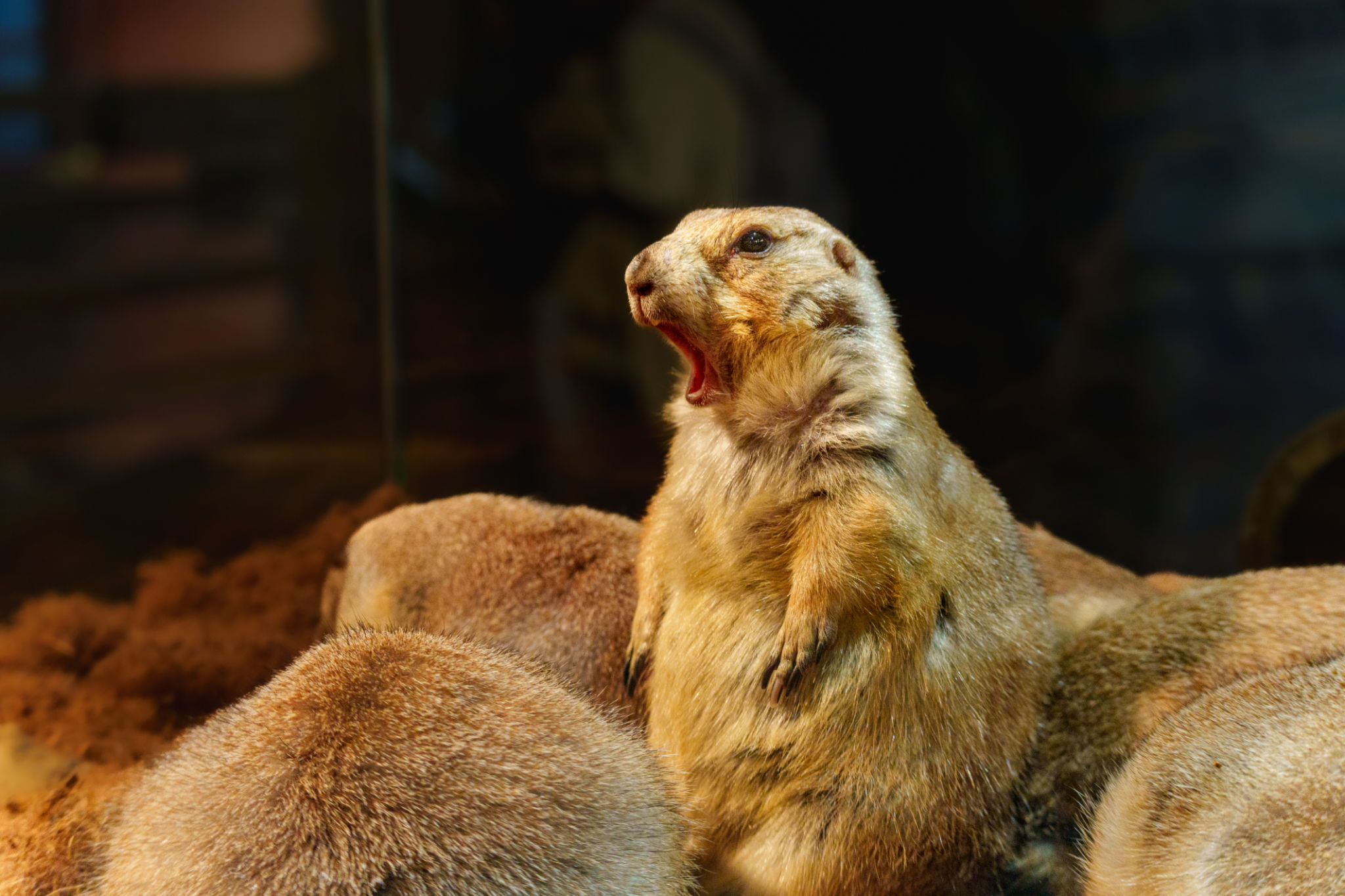 rodent noise