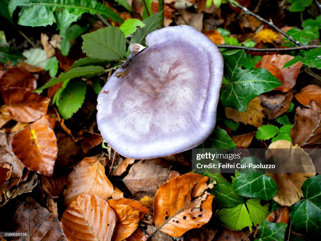 Cortinarius violet mushroom