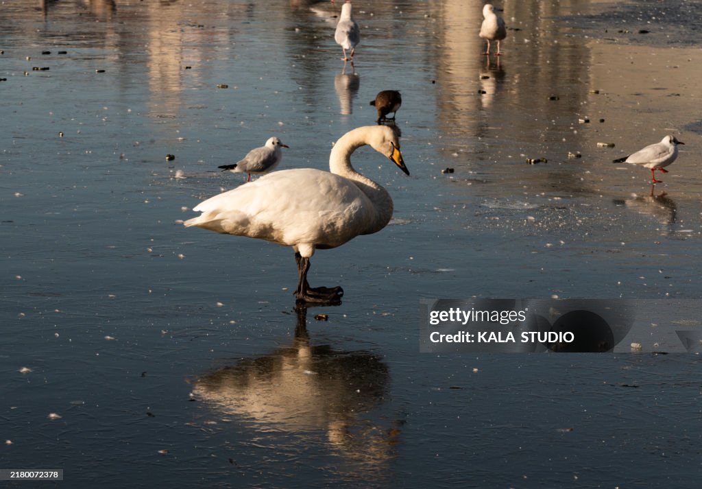 Majestic mute swan standing on a frozen lake with gulls
