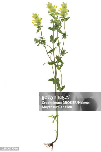 Yellow Rattle Cross Section 90 European Yellow Rattle Stock Photos, High-Res Pictures, and Images ...