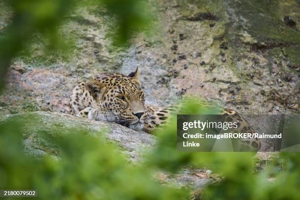 persian leopard (panthera pardus saxicolor) lying on rock, captive - iranian leopard stock pictures, royalty-free photos & images