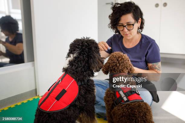 two dogs being trained to be therapy dogs - hondengeleider stockfoto's en -beelden