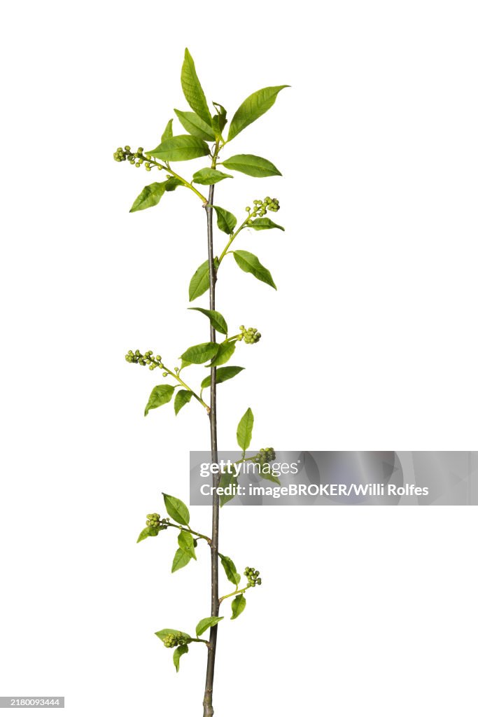 Black cherry (Prunus serotina), cropped, white background