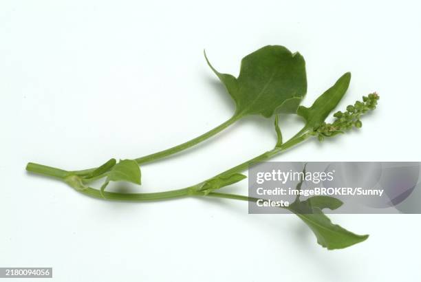 baikal hellebore (scutellaria) baicalensis. medicinal plant: baikal hellebore is anti-allergenic, anti-inflammatory and antibacterial - scutellaria baicalensis stock pictures, royalty-free photos & images