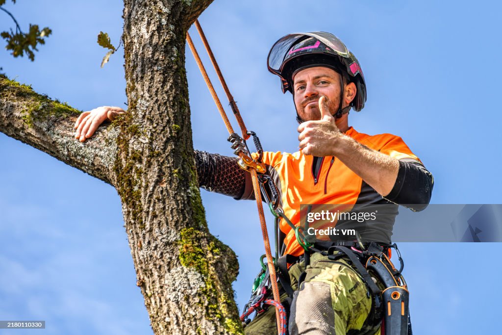 Skilled Logger in Action on Oak Tree