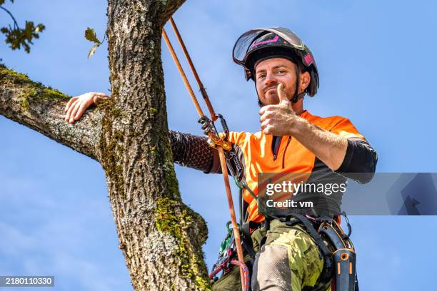 skilled logger in action on oak tree - person chained to tree stock pictures, royalty-free photos & images
