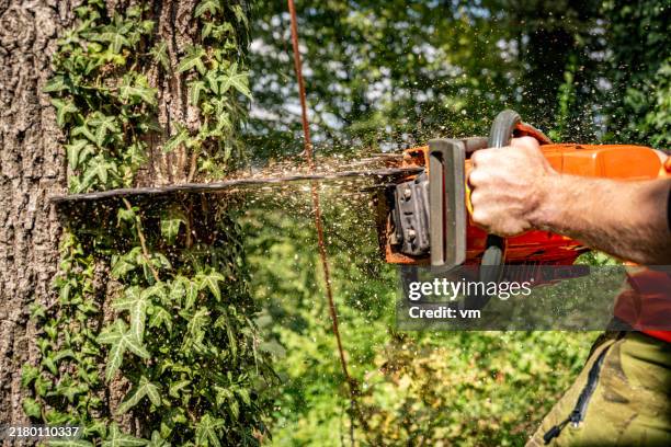 logger in action felling an oak tree with chainsaw - person chained to tree stock pictures, royalty-free photos & images
