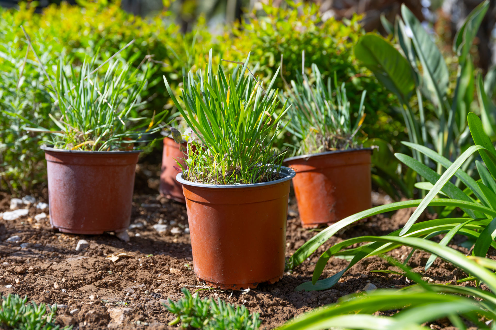 garden-care