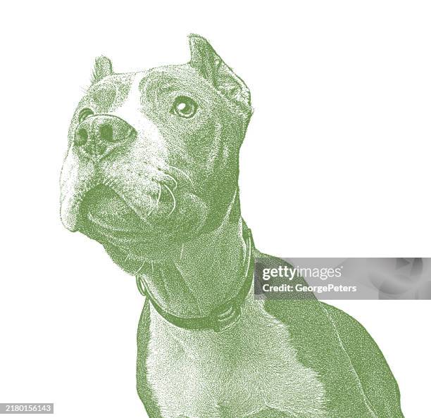 pit bull terrier and obedience training - khaki green stock illustrations