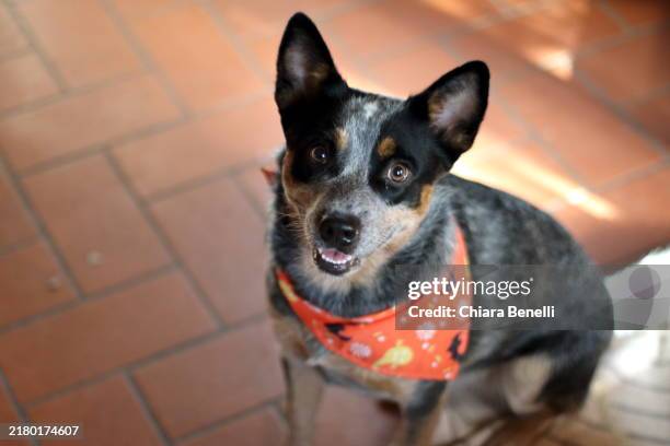 dog in costume for halloween - australian cattle dog stock pictures, royalty-free photos & images
