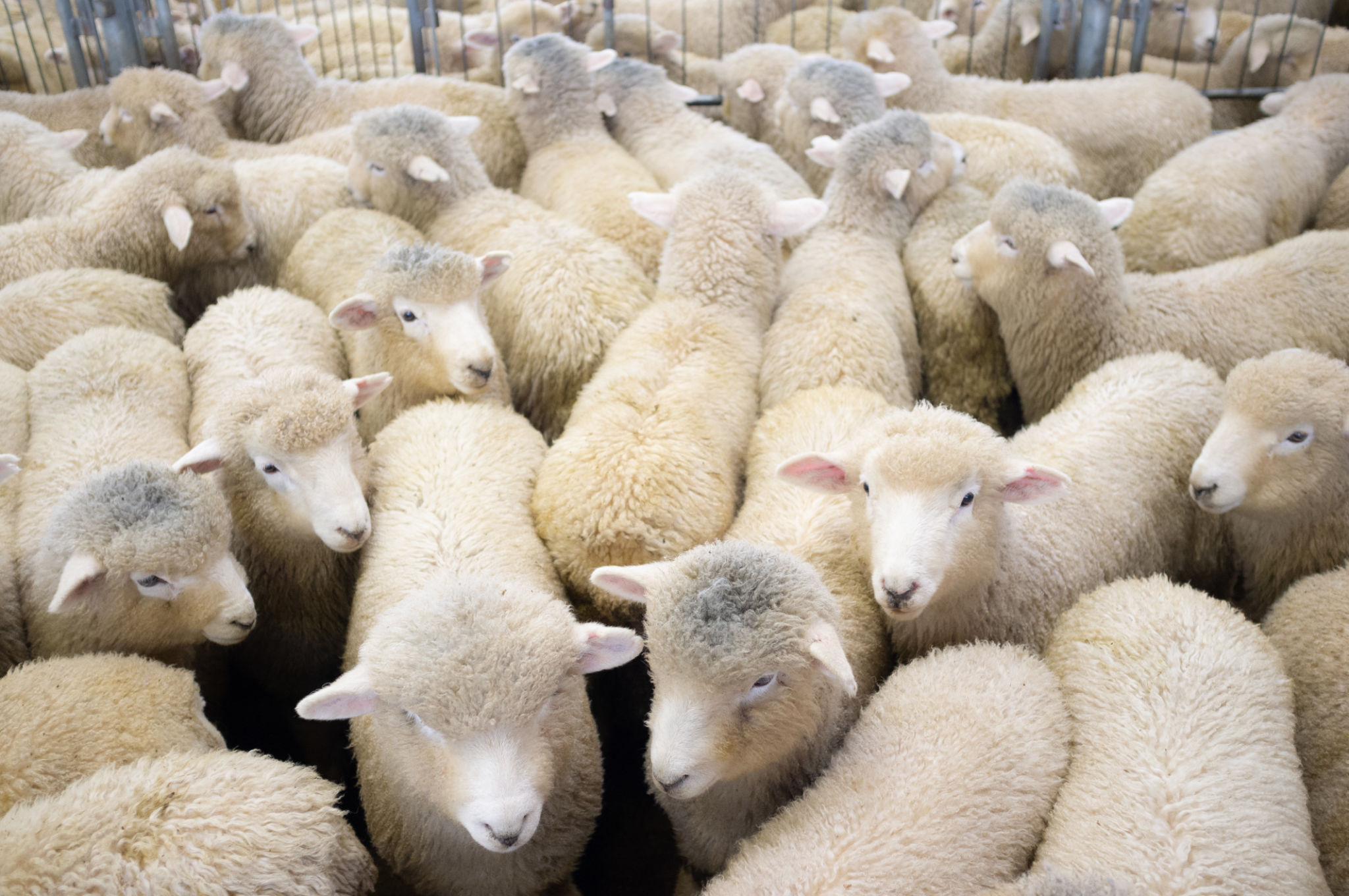 canterbury farmers market