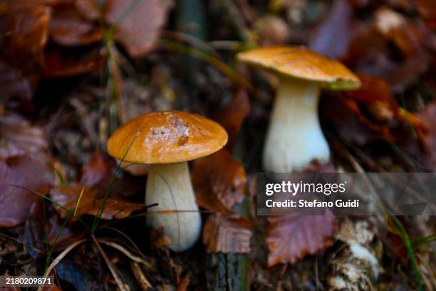 Close up of Porcini mushrooms inside the wood on October 22, 2024 in Villar Perosa, Italy. Mushroom hunters Davide Serravalle, member of the Turin...