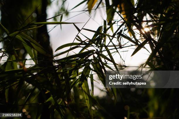 sun shining through lush green foliage - bamboo leaf stock pictures, royalty-free photos & images