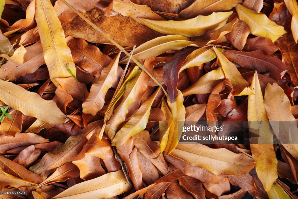 Brown dried eucalyptus leaves and bark mulch