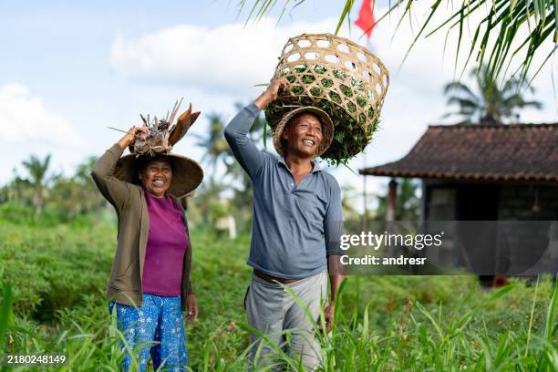 happy farmers harvesting rice at a plantation in bali and carrying baskets - indonesische cultuur stockfoto's en -beelden