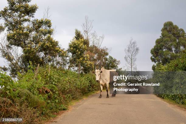 country road cow, travel image - national geographic photography stockfoto's en -beelden