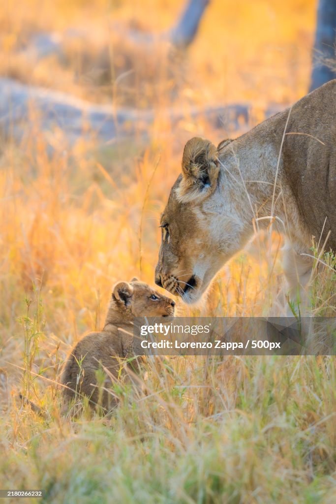 Side view of lioness on field