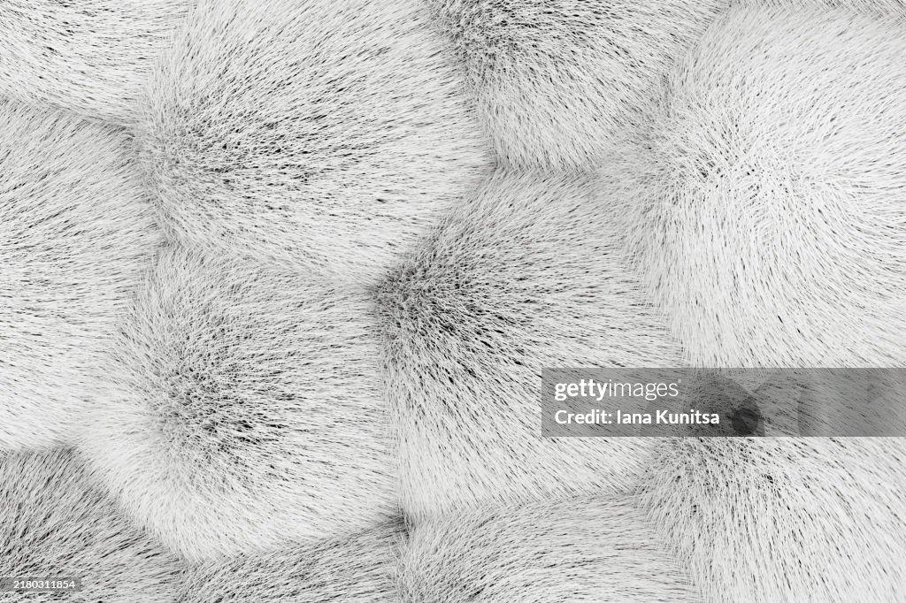 White monochrome winter fluffy fur background. 3D cozy cute balls pattern. Empty backdrop for text, design element, copy space.