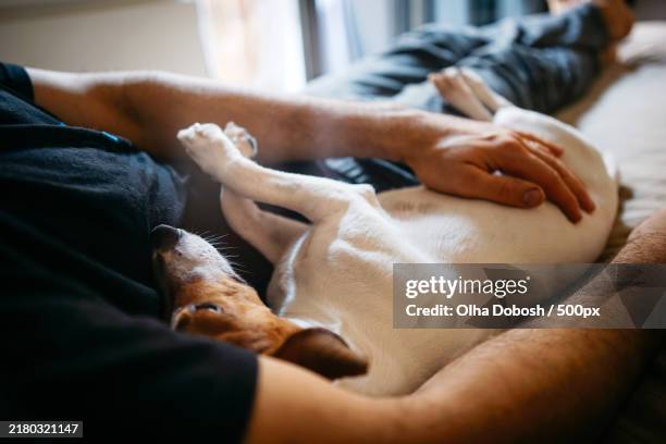 midsection of man with beagle on bed at home - beagle stock pictures, royalty-free photos & images