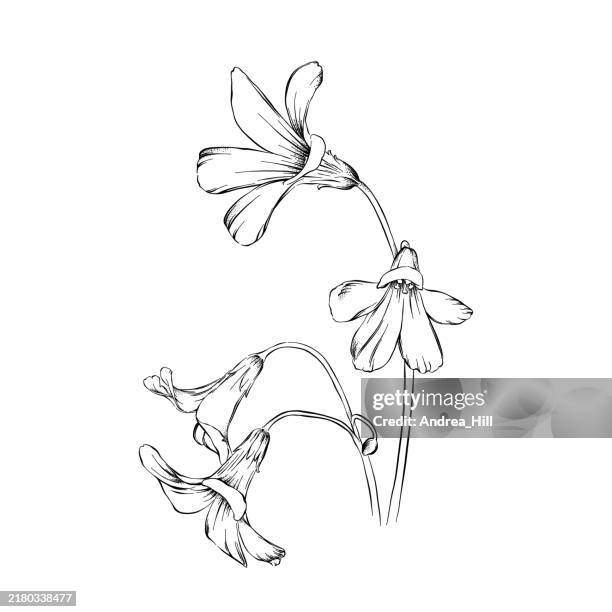 oxalis, wood sorrel flower pen and ink illustration - flower sketch stock illustrations