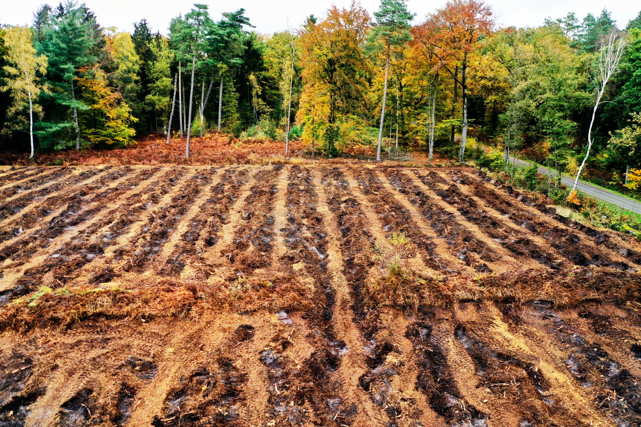 Limpieza de páramos para la agricultura que destruye turberas Limpieza de páramos para la agricultura que destruye turberas