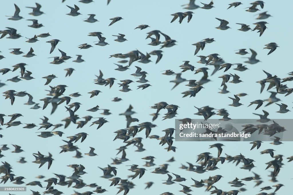 Hundreds of Knots, Calidris canutus, flying to a costal estuary from their roost at dawn.