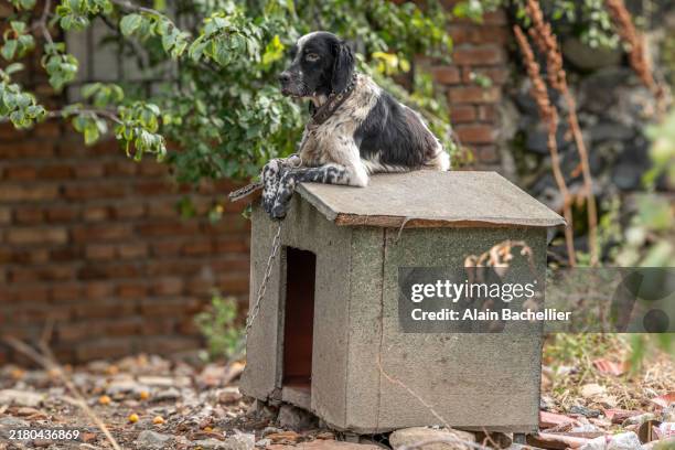 kennel - kennel stock pictures, royalty-free photos & images