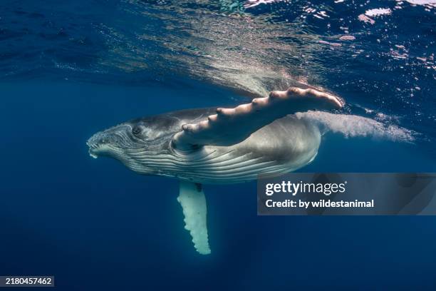 humpback whale swimming at the surface. - protección-de-fauna-salvaje fotografías e imágenes de stock
