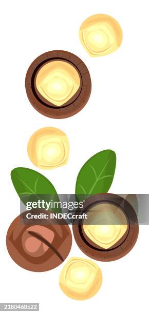 macadamia nut - macadamia nut stock illustrations