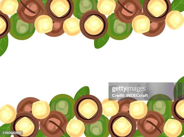 macadamia nut - macadamia nut stock illustrations