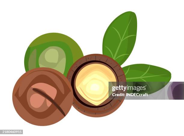 macadamia nut - macadamia nut stock illustrations