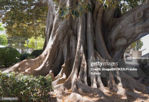 a large tree with impressive roots and dense foliage, rubber tree, indian rubber tree (ficus elastica), cádiz, cadiz, andalusia, spain, europe - rubber tree stock pictures, royalty-free photos & images