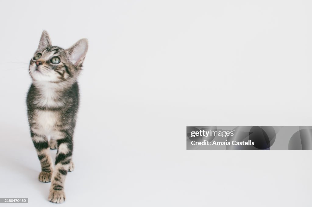 Two month old cat puppy