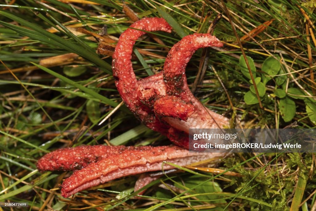 Octopus Stinkhorn fruiting body with red octopus-like arms in green meadow