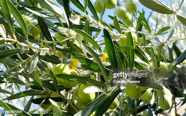 olive tree with green olives - oliva foto e immagini stock
