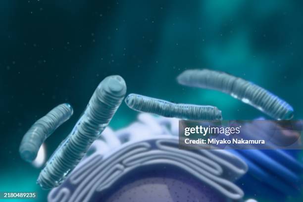 cellular. organelle. long type mitochondria. golgi apparatus. nucleus. - mitochondrion stock pictures, royalty-free photos & images