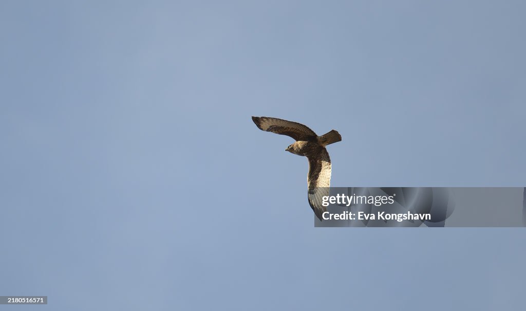 The bird of prey spotted something interesting
