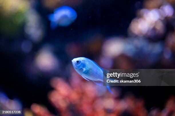 1,696 Deep Sea World Stock Photos, High-Res Pictures, and Images