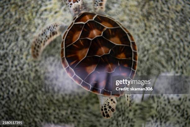 Top Of Turtle Shell 25 Turtle Shell Top View Stock Photos, High-Res Pictures, and Images ...