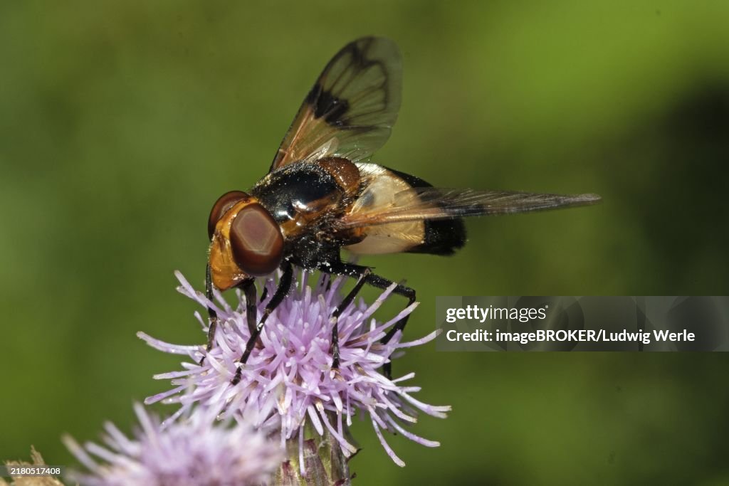 Common Wood Hoverfly, Common Bumble Bee Hoverfly sitting on pink blossom looking left